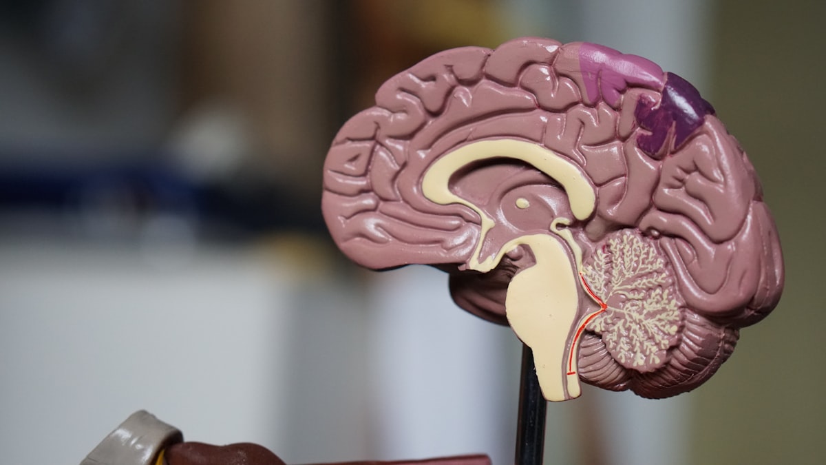 The Neuroscience of Fear: What Happens in Your Brain When You're Terrified